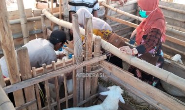 Sidak Hewan Kurban, Disnakan Temukan Tiga Ekor Kambing Terjangkit Penyakit Mata