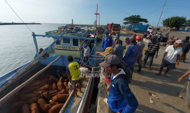 Jelang Hari Raya Idul Adha, Peminat Sapi Kepulauan Terus Meningkat