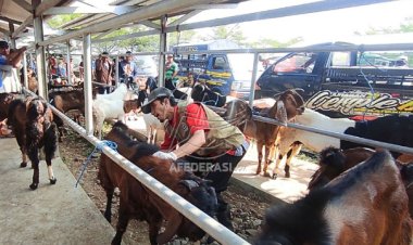 Ini Tata Cara Penyembelihan Hewan Kurban di Tengah Wabah PMK dan LSD, Panitia Kurban Wajib Tau