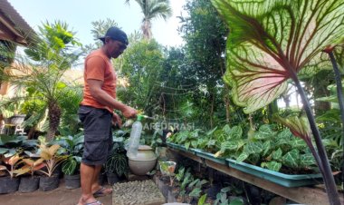 Bisnis Tanaman Hias Kian Menggeliat, Begini Rahasia Huri Eksis Sejak Tahun 2000