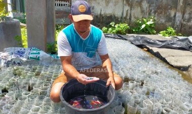 Peternak Ikan Cupang di Kediri Tetap Bertahan Andalkan Pasar Luar Jawa