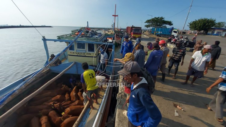 Jelang Hari Raya Idul Adha, Peminat Sapi Kepulauan Terus Meningkat