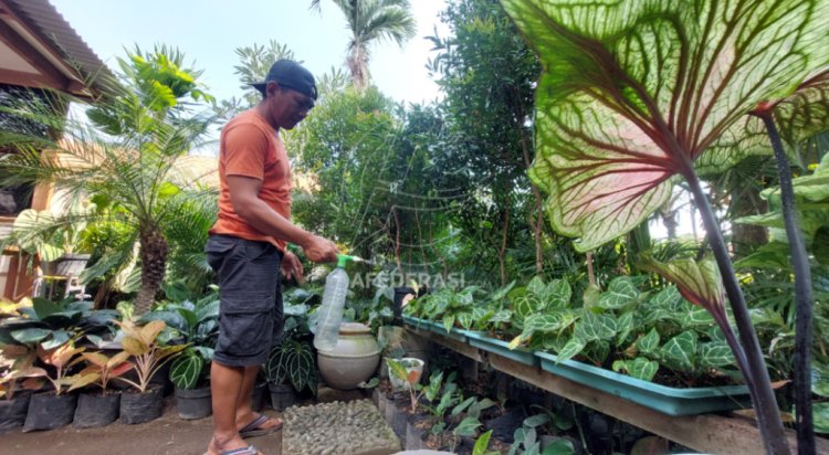 Bisnis Tanaman Hias Kian Menggeliat, Begini Rahasia Huri Eksis Sejak Tahun 2000