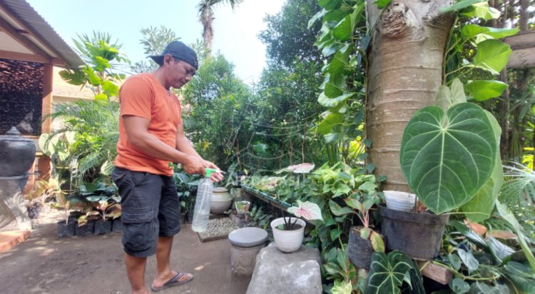 Bisnis Tanaman Hias Kian Menggeliat, Begini Rahasia Huri Eksis Sejak Tahun 2000