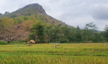 Hama Tikus Serang 5 Hektare Lahan Pertanian di Tulungagung