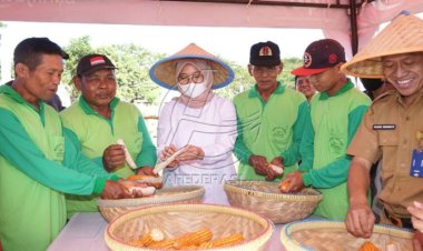 Banyuwangi Jadi Lumbung Jagung Jawa Timur, Petani Sejahtera