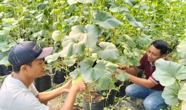 Sulap TKD Tandus, Pemdes Karangandong Petik Manisnya Budidaya Melon Premium
