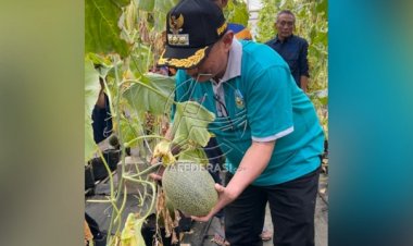 Panen Melon Premium, Bung Karna Beri Dukungan Petani Milenial