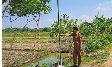 Sering Gagal Panen, Lahan Pertanian Dipasang Puluhan Rubuha Minimalisir Serangan Hama Tikus