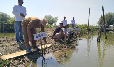 Jaga Ekosistem Laut dan Wisata Alam, Pemdes Pangkahkulon Tanam Ribuan Bibit Mangrove