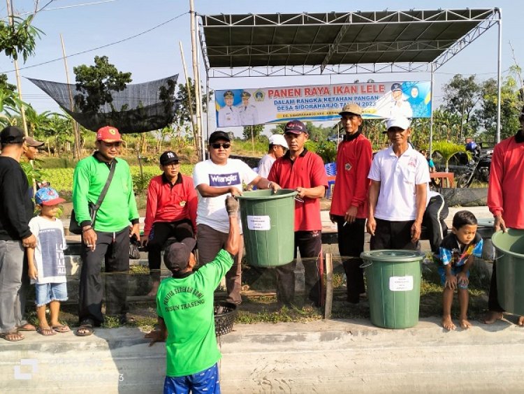 20 Ribu Ekor Ikan Lele Sekali Panen, Pemdes Sidoraharjo Bagikan ke Masyarakat