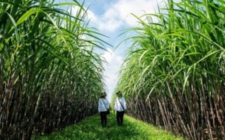 Program Makmur Berhasil Meningkatkan Produktivitas Tebu Petani