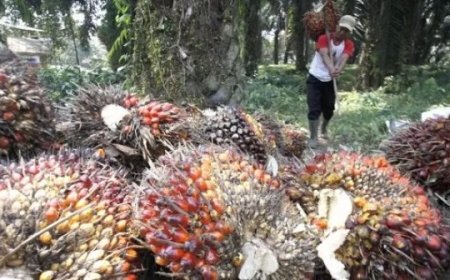 CPOPC Luncurkan Program Young Elaeis Ambassador Kelapa Sawit