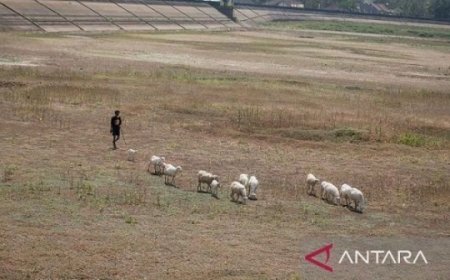 Antisipasi Fenomena El Nino, Peneliti BRIN Sarankan Petani Beralih untuk Menanam Pajale