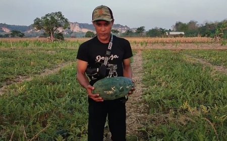 Petani Muda Gresik Sukses Panen Semangka Inul Raup Cuan Puluhan Juta