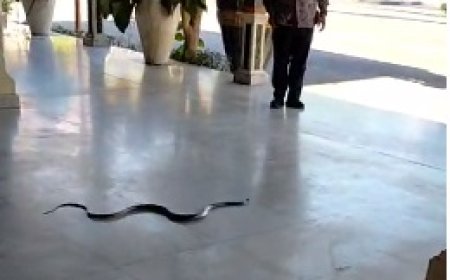 Pertanda Apa?, Misteri Ular Masuk Pendopo Muda Graha Kabupaten Madiun