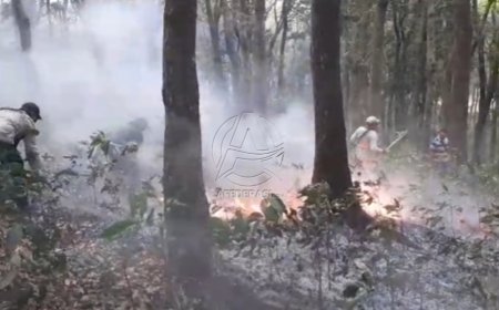 Musim Kemarau, Kawasan Hutan Mahoni Besowo Kediri Terbakar