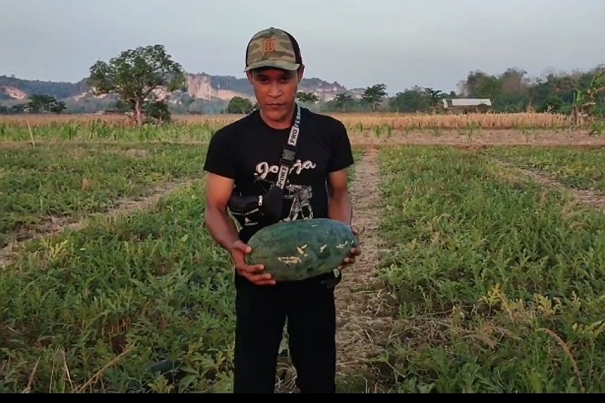 Petani Muda Gresik Sukses Panen Semangka Inul Raup Cuan Puluhan Juta
