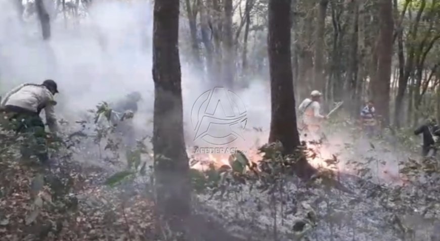 Musim Kemarau, Kawasan Hutan Mahoni Besowo Kediri Terbakar