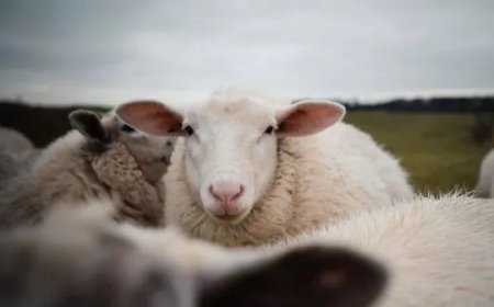 Tanggal 4 Oktober: Momentum Penting untuk Hewan, Habitat, dan Kebaikan Dunia