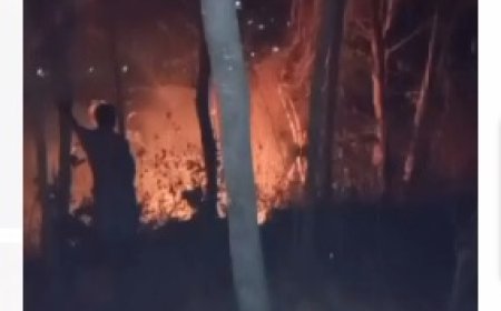 Kebakaran Hutan di Pacitan Capai 5 Hektar