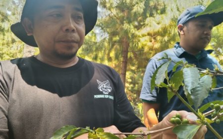 250 Ton Kopi Bondowoso Diekspor ke Starbuck Amerika, Jalin Kemitraan 1.000 Hektar