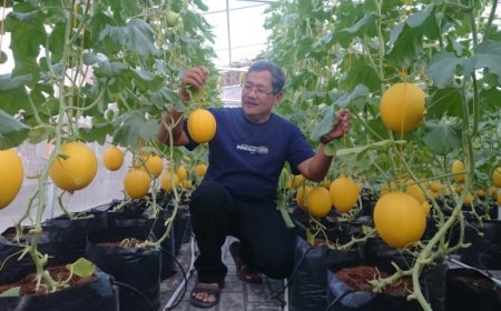 Budidaya Melon 'Luna Maya', Andalan Pemdes Randuagung Tingkatkan PADes