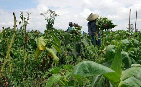 Musim Kemarau Berikan Keuntungan Besar bagi Petani Tembakau Tulungagung