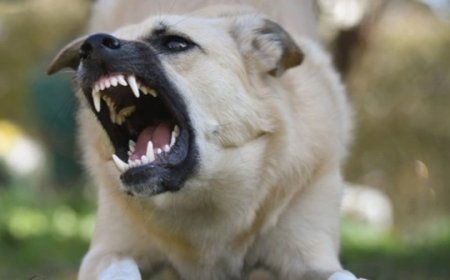 Ancaman Rabies di Indonesia: Kasus Meningkat, Upaya Pencegahan dan Perlindungan yang Perlu Dilakukan