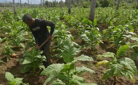 Kemenperin dan Kementan Bersatu Untuk Mempertahankan Industri Hasil Tembakau
