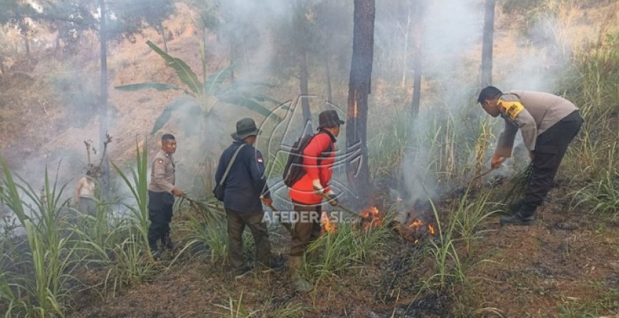 Kebakaran Terjadi di Kawasan Hutan Pinus di Trenggalek