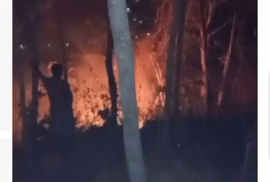 Kebakaran Hutan di Pacitan Capai 5 Hektar