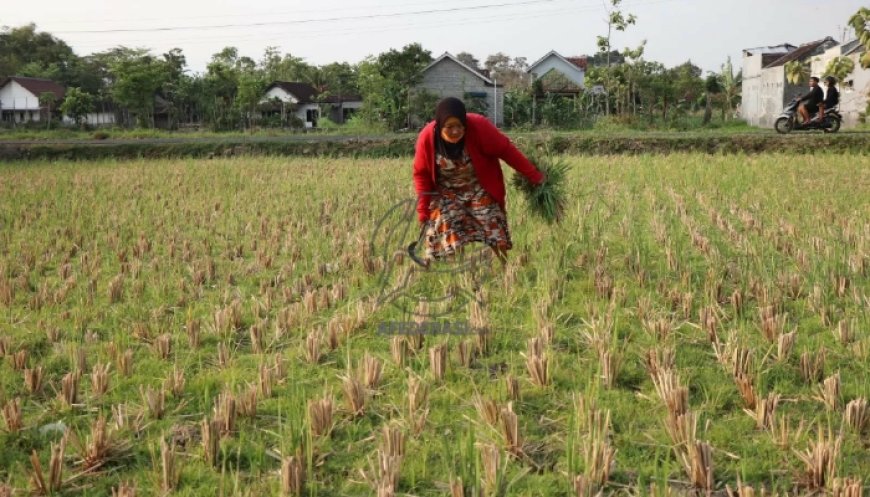 44  Hektare Tanaman Padi di Tulungagung Puso