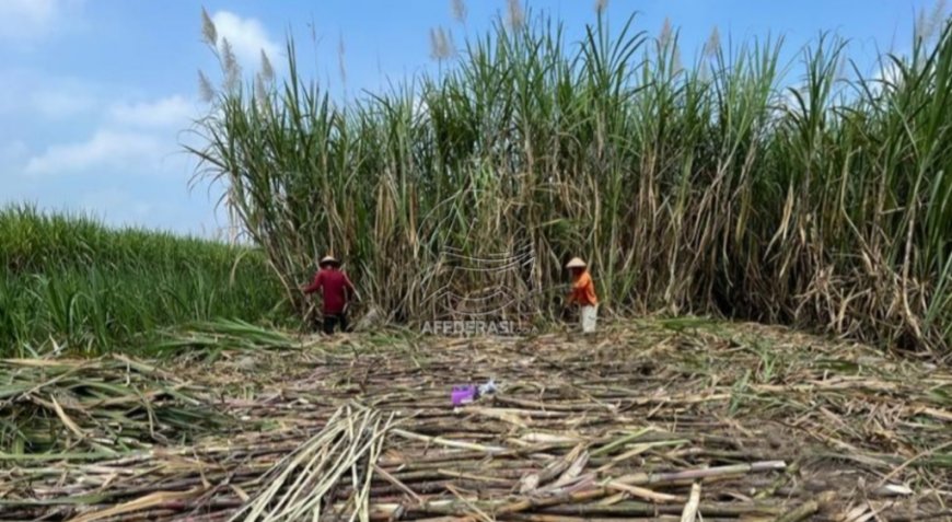 Petani Tebu di Kediri Sumringah, Harga Tebu Naik 40 Persen