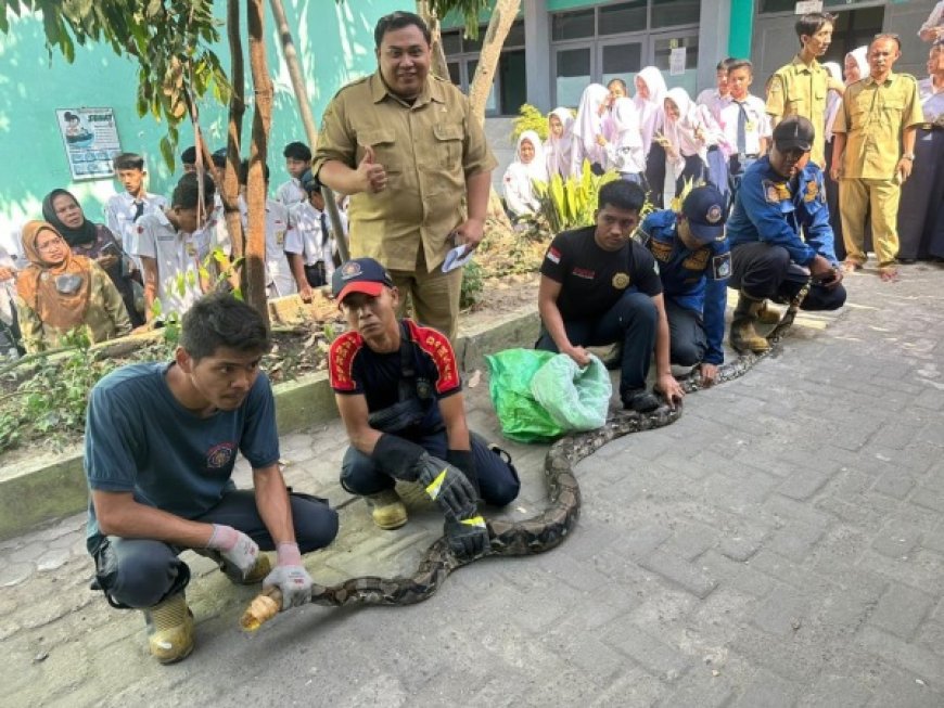 Geger, Ular Piton 4,5 Meter Masuk SMPN 22 Gresik