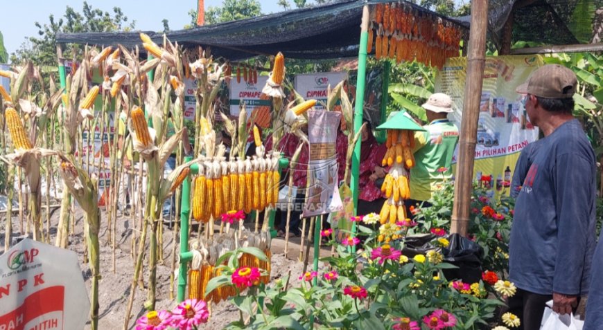 Kemarau Panjang, Petani di Kabupaten Kediri Beralih Tanam Jagung