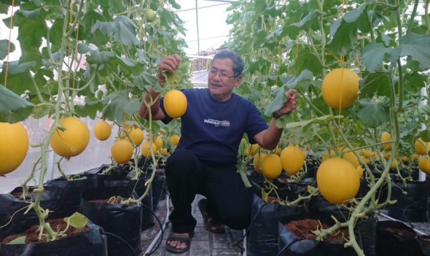 Budidaya Melon 'Luna Maya', Andalan Pemdes Randuagung Tingkatkan PADes