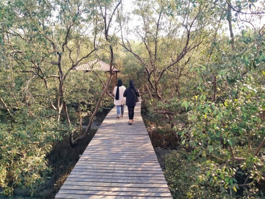 Kawasan Mangrove Karangkiring Destinasi Wisata Pesisir Pantai di Tengah Kota Gresik