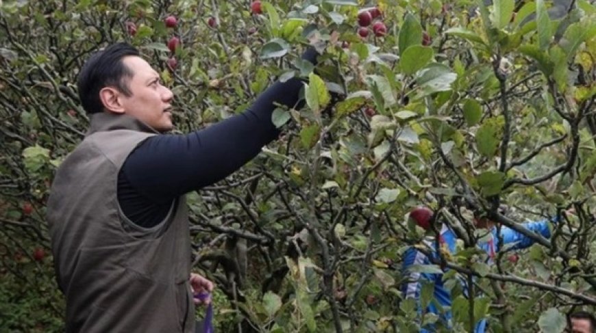 Ketua Partai Demokrat AHY Bagikan Momen Memetik Apel di Tengah Isu Reshuffle Kabinet