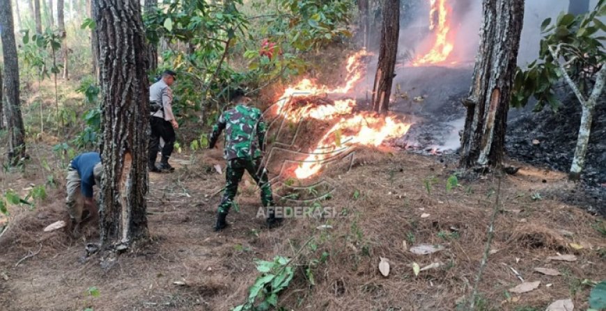 Sinergitas Petugas dan Masyarakat, Pemadaman Kebakaran Hutan dan Lahan di Kabupaten Trenggalek Cepat Teratasi