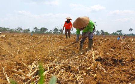 Dukung Swasembada Gula PTPN X Kebun Glenmore Siapkan Benih Unggul