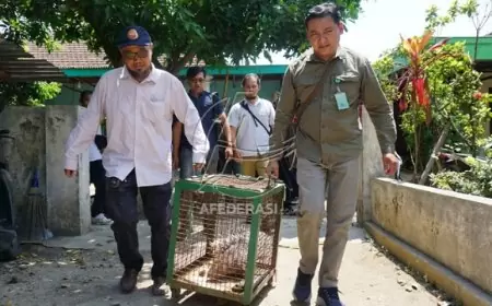 Pelihara Buaya dan Landak Dilindungi, Pemuda di Tulungagung Diamankan Polisi
