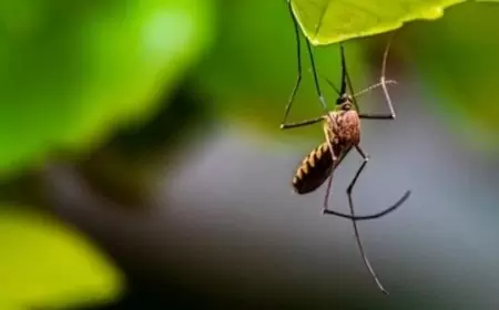 Kemenkes RI Sebarkan Nyamuk Wolbachia untuk Cegah DBD di Tiga Kota Indonesia