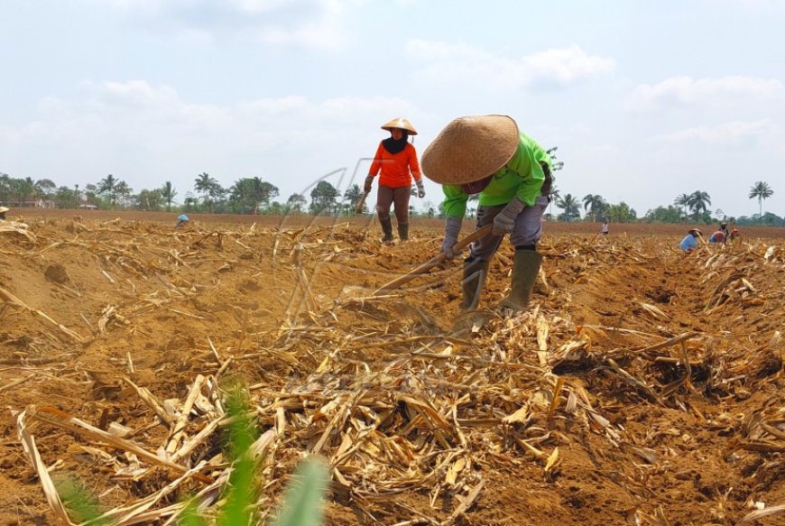 Dukung Swasembada Gula PTPN X Kebun Glenmore Siapkan Benih Unggul