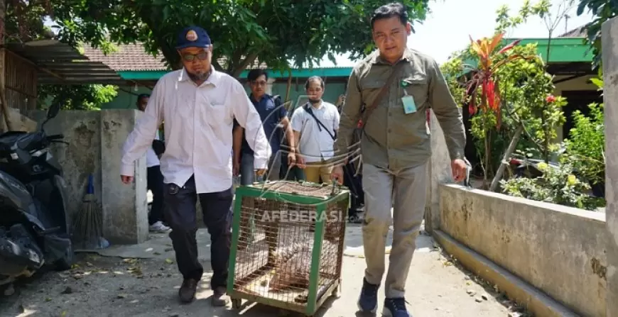 Pelihara Buaya dan Landak Dilindungi, Pemuda di Tulungagung Diamankan Polisi