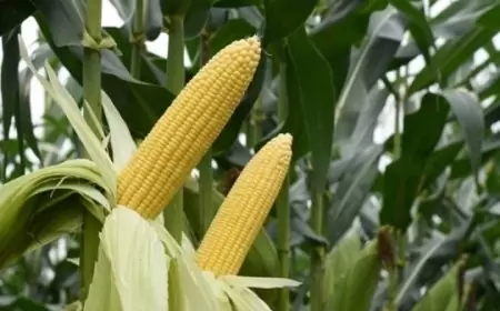 East West Seed Indonesia Pastikan Ketersediaan Bibit Jagung Berkualitas Tinggi dan Meluncurkan Varitas Hibrida Terbaru, NB SUPER F1