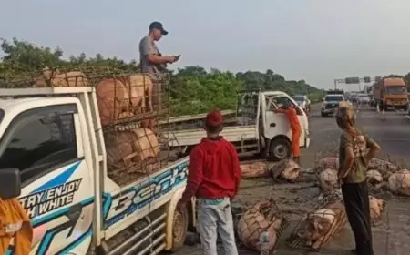 Truk Bermuatan Babi Terguling di Tol Jagorawi, Kecelakaan Viral di Medsos