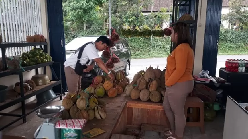 Sensasi Durian Lokal Wonosalam Menyapa Pelanggan Jelang Akhir Tahun
