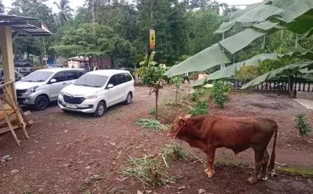 2 Tahun Warga Desa Gadingsari Diteror Maling Sapi, Pelaku Baru Tertangkap di Era Kapolsek Baru