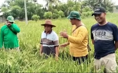 Padi BK Merupakan Bibit Varietas Unggul Baru di Kabupaten Situbondo
